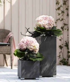 Bauern-Hortensie 'Avantgarde' 10 Bauern-Hortensie 'Avantgarde' -Gartenbedarf Geschäft 20210415 WE MO 001 HortensieAvantgarde BL08 2022 01