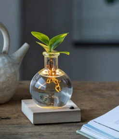 Neue Produkte -Gartenbedarf Geschäft 6125074 WE MO 001 WaterPlantClusiaLED