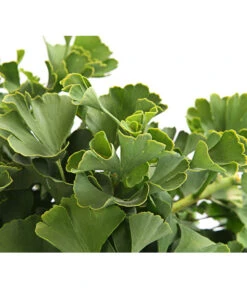 Gartenbedarf Geschäft -Gartenbedarf Geschäft 7196082 PR DE 001 GinkgoMarijkeSchaleDehnerExpressHerzig