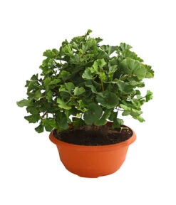 Gartenbedarf Geschäft 21 Ginkgobaum - Fächerblattbaum 'Marijke'