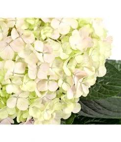 Gartenbedarf Geschäft 41 Bauern-Hortensie 'Avantgarde'