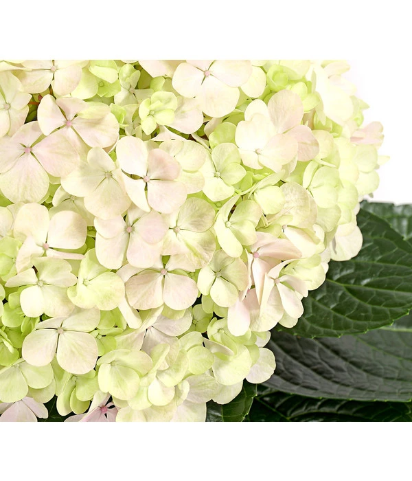 Bauern-Hortensie 'Avantgarde' 3 Bauern-Hortensie 'Avantgarde'