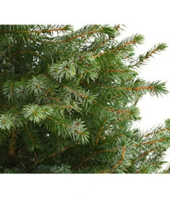 Gartenbedarf Geschäft -Gartenbedarf Geschäft 7315864 WE DE 001 PiceaOmorikaSerbischeFichteContainer4LiterDehnerExpressHerzig