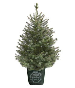 Gartenbedarf Geschäft 23 Serbische Fichte, Ca. 70-80 Cm, Im Topf Gewachsen