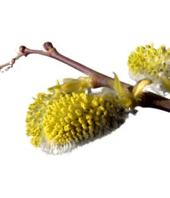 Kätzchen-Weide - Nordische Bäumchen-Weide 7 Kätzchen-Weide - Nordische Bäumchen-Weide -Gartenbedarf Geschäft 7464571 BildD 001 KaetzchenWeideNordischeBaeumchenWeideSalixArbusculaSt