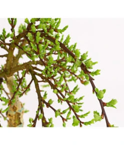 Gartenbedarf Geschäft -Gartenbedarf Geschäft 7464571 WE DE 001 SalixWeideArbusculaStamm40cm13CDehnerExpressHerzig