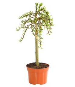 Gartenbedarf Geschäft 43 Kätzchen-Weide - Nordische Bäumchen-Weide