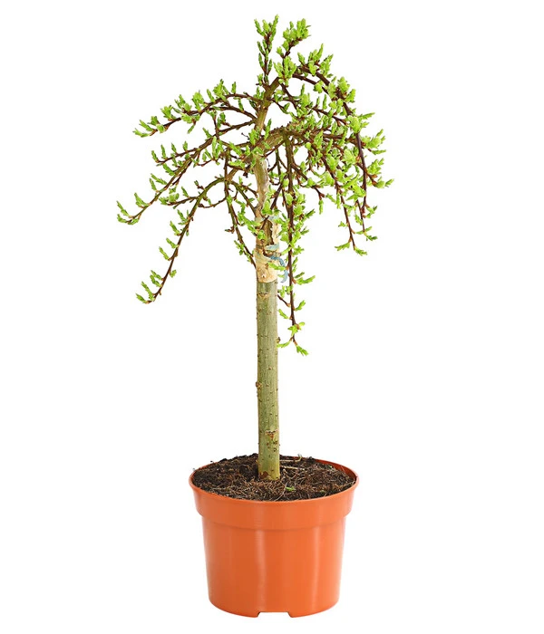 Kätzchen-Weide - Nordische Bäumchen-Weide 3 Kätzchen-Weide - Nordische Bäumchen-Weide