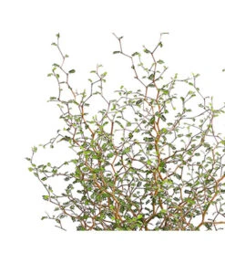 Gartenbedarf Geschäft -Gartenbedarf Geschäft 7473648 PR DE 001 SchnurbaumSophoraLittleBaby2LDehnerExpressHerzig