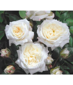 Edelrosen-Mix 'Nostalgie®' 20 Edelrosen-Mix 'Nostalgie®' -Gartenbedarf Geschäft 7800063 BildD 001 EdelrosenNostalgieMixNostalgieRosenTantauRet