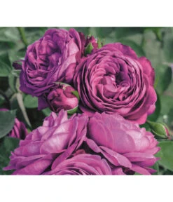 Edelrosen-Mix 'Nostalgie®' 23 Edelrosen-Mix 'Nostalgie®' -Gartenbedarf Geschäft 7800063 PR MO 001 RoseHeidiKlumRosenTantauRet