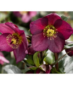 Gartenbedarf Geschäft 35 Schneerose 'Ice N' Roses® Red' - Helleborus Gold Collection®