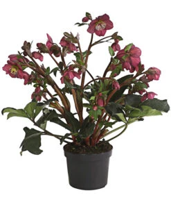 Gartenbedarf Geschäft -Gartenbedarf Geschäft 8010969 WE FS 001 HelleborusWeinrotDehnerExpressHerzig