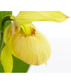 Gartenbedarf Geschäft 33 Freiland-Frauenschuh