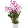 Duft-Traubenorchidee - Dendrobium Kingianum 'Berry' -Gartenbedarf Geschäft 8250714 WE FS 001 DendrobiumBerryDuftT12OWDehnerExpressHerzig