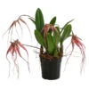 Orchidee - Bulbophyllum 'Elizabeth Ann' -Gartenbedarf Geschäft 8506230 WE FS 001 BulbophyllumT12