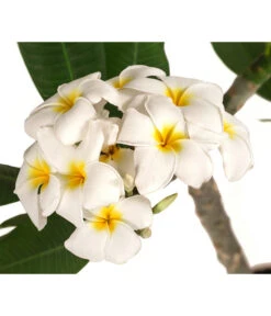 Neue Produkte -Gartenbedarf Geschäft 8691180 WE DE 001 PlumeriaT18MixOstroFrangipani