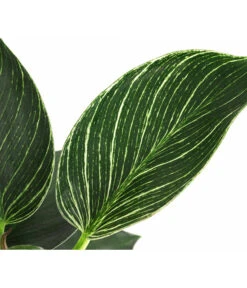 Baumfreund - Philodendron 'White Wave' -Gartenbedarf Geschäft 8713406 WE DE 002 PhilodendronWhiteWaveT12