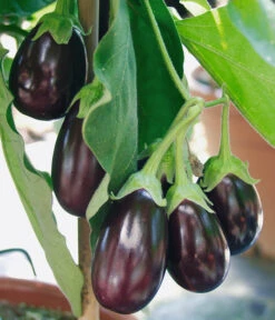 Pick-&-Joy® Aubergine Mit Früchten 8 Pick-&-Joy® Aubergine Mit Früchten -Gartenbedarf Geschäft 8838047 WE DE 001 AubergineOphelliaF1Fruechte