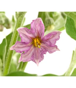 Pick-&-Joy® Aubergine Mit Früchten 9 Pick-&-Joy® Aubergine Mit Früchten -Gartenbedarf Geschäft 8838047 WE DE 001 PickandJoyAubergineT14