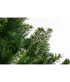 Gartenbedarf Geschäft -Gartenbedarf Geschäft 8995078 PR DE 001 AbiesFraseri175 200GesaegtFraserTanneDehnerExpressHerzig