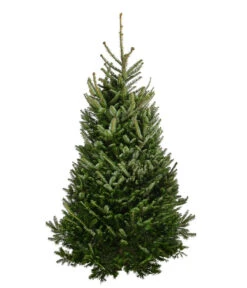 Gartenbedarf Geschäft 29 Fraser-Tanne, Ca. 175-200 Cm, Gesägt