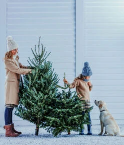 Gartenbedarf Geschäft -Gartenbedarf Geschäft 8996514 WE MO 002 AbiesNordmannianaStandard