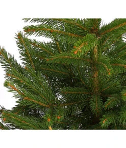 Gartenbedarf Geschäft -Gartenbedarf Geschäft 8997512 WE DE 003 PiceaPungensFichte40 60DehnerExpressHerzig