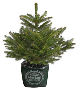 Gartenbedarf Geschäft 25 Stech-Fichte, Ca. 40-60 Cm, Im Topf Gewachsen