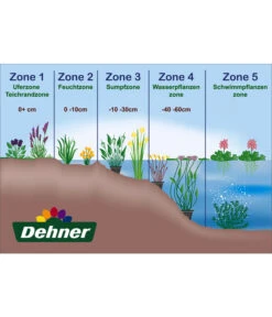 Dehner Japanorchidee - Gartenorchidee -Gartenbedarf Geschäft WE DE 001 Teichzonen Wasserpflanzen Schild